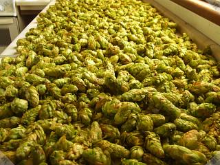 [Freshly picked hops]