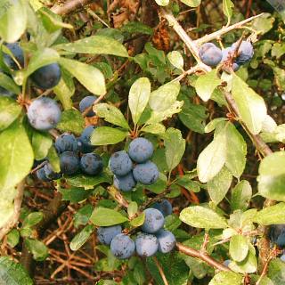 [Sloes on the bush]
