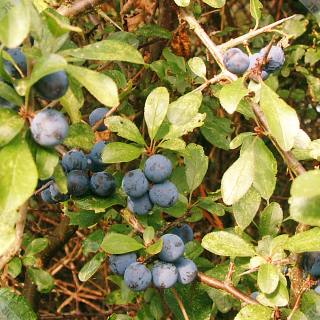 [Sloes on the bush]