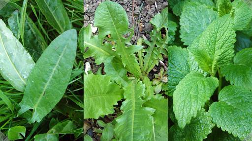 [Sorrel, Dandelion, Lemon Balm]