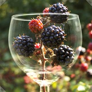 [blackberries in a wineglass]