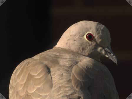 [Collared dove]