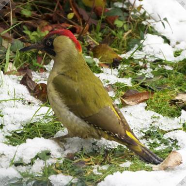 [Green woodpecker]