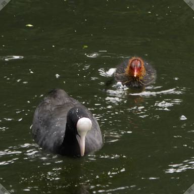 [Coot and chick]