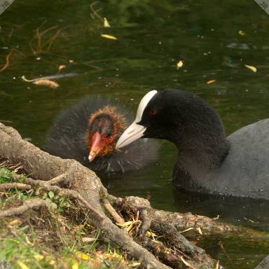 [Coot and chick c/u]