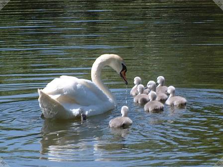 [Swan and cygnets]