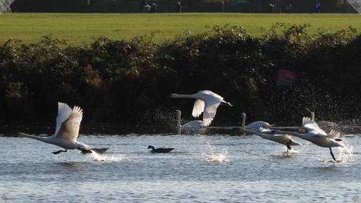 [Swans taking flight]