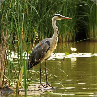 [Grey heron]