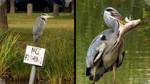 [Grey heron with fish]