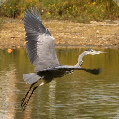 [Grey heron taking flight]