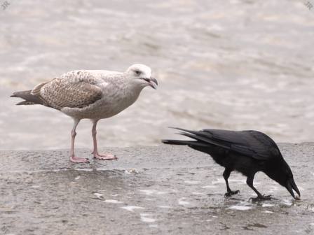 [Gull, crow and cockles (1)]