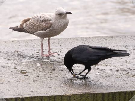 [Gull, crow and cockles (2)]