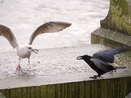 [Gull, crow and cockles (3)]