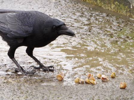 [Gull, crow and cockles (4)]