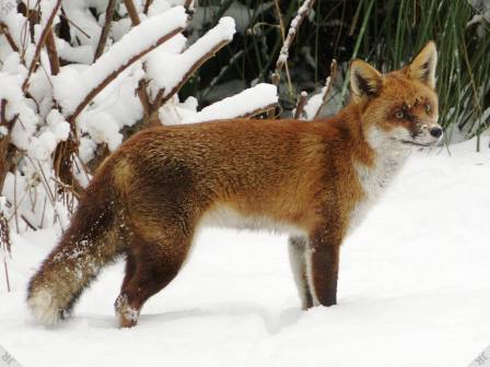 [Fox in snow]