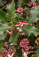 [Santa head holly berries]