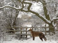 [Fox eying squirrel in snow]