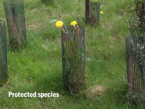 Protected species