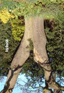 Ivy bush