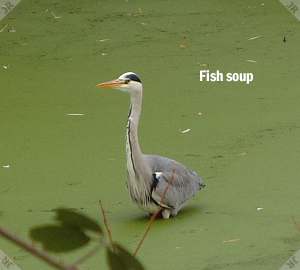 Fish soup