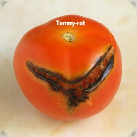 Tommy-rot