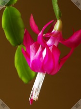 [Forest cactus flower]