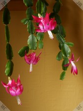 [Christmas Cactus with 4 flowers]
