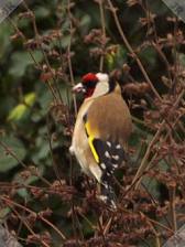 [Goldfinch on lemon balm]