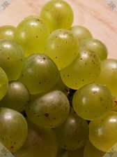 [Sauvignon grapes]