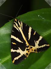 [Jersey Tiger moth]