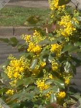 [Mahonia in bloom]