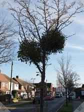 [Mistletoe in a street tree]