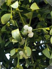 [Mistletoe closeup]