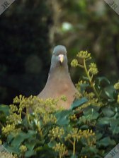 [Woodpigeon on ivy bush]