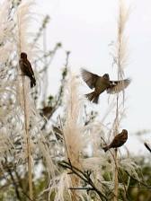 [Sparrows on pampas grass]