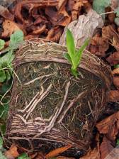 [New shoot from old yucca roots]